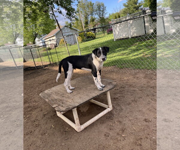 Medium Photo #6 Mutt Puppy For Sale in Garden City, NY, USA
