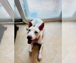 Small #18 Labrador Retriever Mix