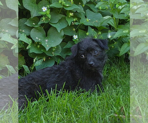Medium Photo #5 Mutt Puppy For Sale in St. Louis Park, MN, USA