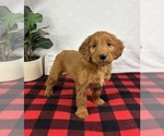 Small #2 Goldendoodle (Miniature)