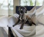 Small #7 Bulldog-Catahoula Leopard Dog Mix