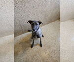 Small #2 German Shepherd Dog Mix
