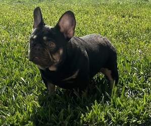 French Bulldog Puppy for sale in LAKELAND, FL, USA