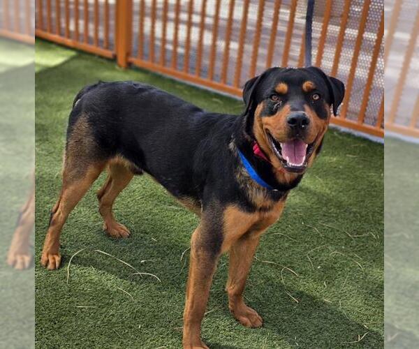 Medium Photo #1 Rottweiler-Unknown Mix Puppy For Sale in Las Vegas, NV, USA