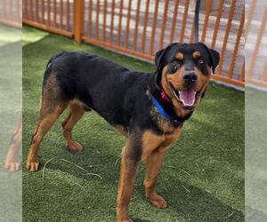 Rottweiler-Unknown Mix Dogs for adoption in Las Vegas, NV, USA