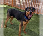 Small Rottweiler Mix