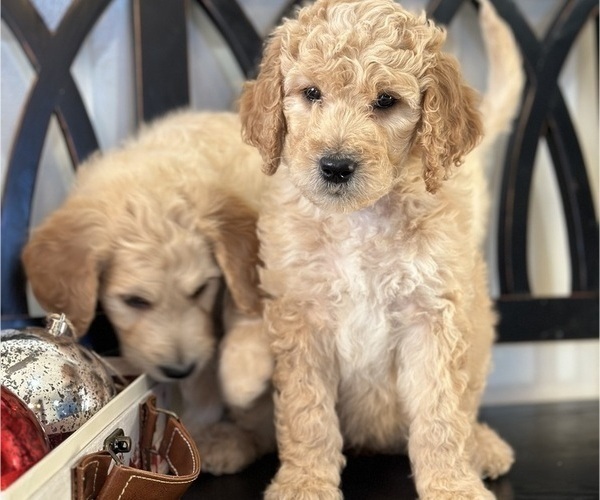 Medium Photo #5 Goldendoodle Puppy For Sale in DAWSONVILLE, GA, USA
