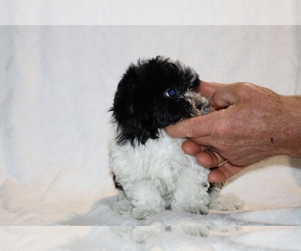 Medium Photo #22 ShihPoo Puppy For Sale in DYERSBURG, TN, USA