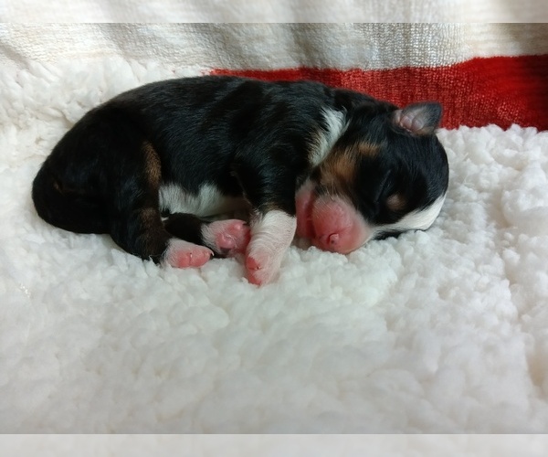 Medium Photo #4 Miniature Australian Shepherd Puppy For Sale in BONNERS FERRY, ID, USA