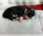 Small Photo #49 Miniature Australian Shepherd Puppy For Sale in BONNERS FERRY, ID, USA