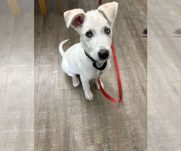 Medium Photo #5 Huskies -Labrador Retriever Mix Puppy For Sale in Brewster, NY, USA