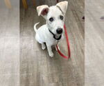 Small #4 Huskies -Labrador Retriever Mix