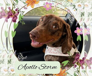 Dachshund Dogs for adoption in San Antonio, TX, USA