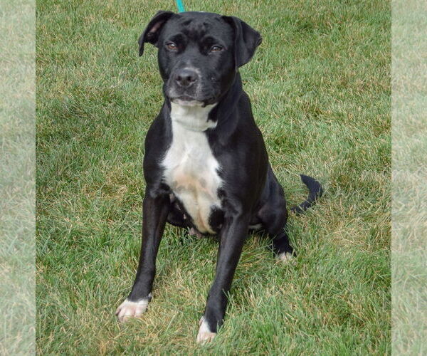 Medium Photo #2 American Staffordshire Terrier-Unknown Mix Puppy For Sale in Huntley, IL, USA