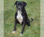 Small #1 American Staffordshire Terrier Mix