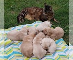Small #12 Labrador Retriever