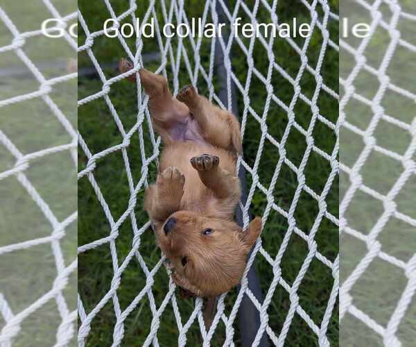 Medium Photo #6 Golden Retriever Puppy For Sale in RAEFORD, NC, USA