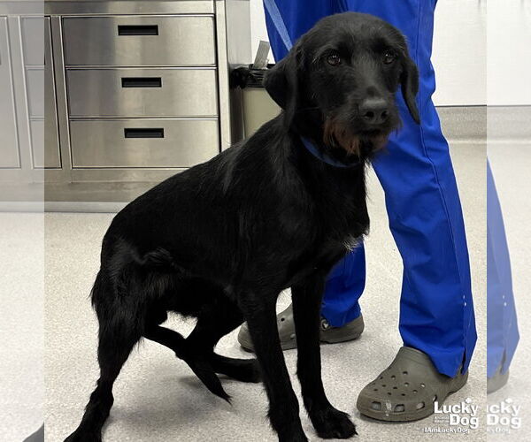 Medium Photo #3 Labrador Retriever-Unknown Mix Puppy For Sale in Washington, DC, USA