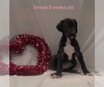 Small Photo #5 Great Dane Puppy For Sale in IUKA, IL, USA