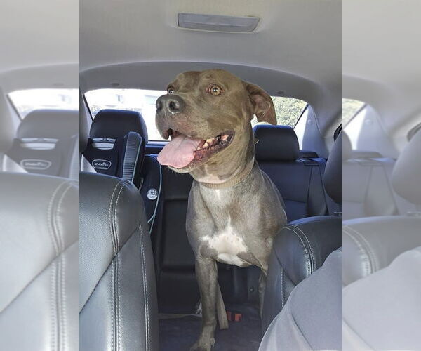 Medium Photo #10 American Pit Bull Terrier-Labrador Retriever Mix Puppy For Sale in Lewistown, PA, USA