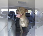 Small #9 American Pit Bull Terrier-Labrador Retriever Mix