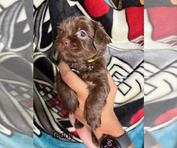 Medium Photo #13 Shorkie Tzu Puppy For Sale in SCOTTSDALE, AZ, USA