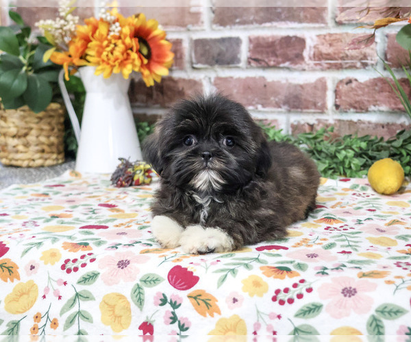 Medium Photo #6 Shih Tzu Puppy For Sale in SYRACUSE, IN, USA