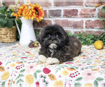 Harriet - Female Shih Tzu Puppy for Sale - Photo #6