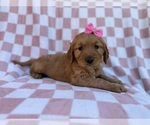 Small #7 Golden Retriever