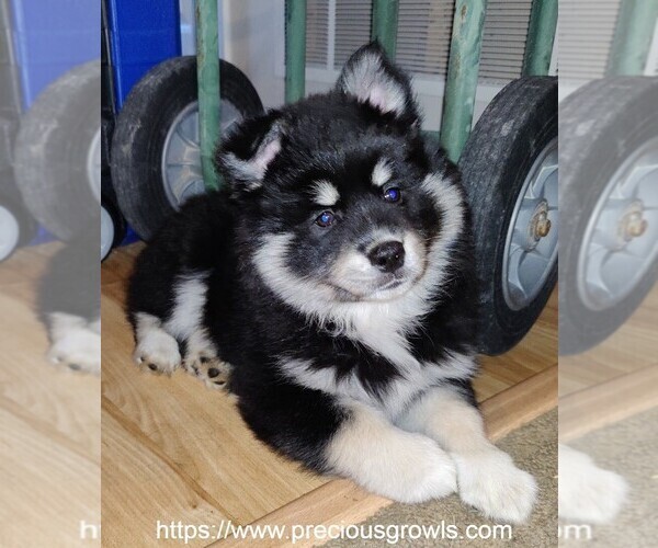 Medium Photo #1 Pomsky Puppy For Sale in ASHLAND, MO, USA