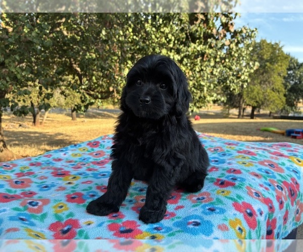 Medium Photo #2 Aussiedoodle Miniature  Puppy For Sale in OKLAHOMA CITY, OK, USA