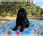 Small Photo #2 Aussiedoodle Miniature  Puppy For Sale in OKLAHOMA CITY, OK, USA