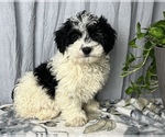 Small Photo #5 ShihPoo Puppy For Sale in GREENWOOD, IN, USA