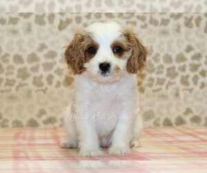 Cavapoo Puppy for sale in DENVER, PA, USA