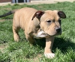 Small Photo #5 American Bully Puppy For Sale in Etobicoke, Ontario, Canada