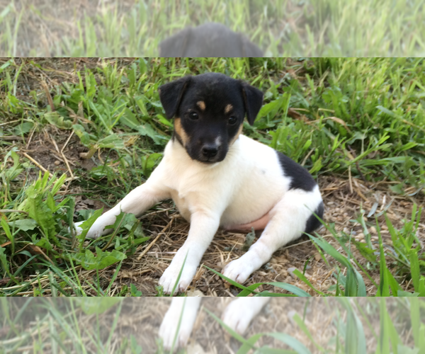 Medium Photo #3 Jack Russell Terrier Puppy For Sale in HURRICANE MILLS, TN, USA