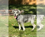 Small #7 Mutt