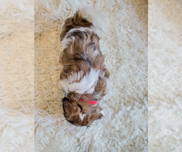 Medium Photo #8 Zuchon Puppy For Sale in CLERMONT, FL, USA