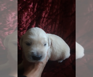 English Cream Golden Retriever Puppy for sale in PROSPECT, VA, USA