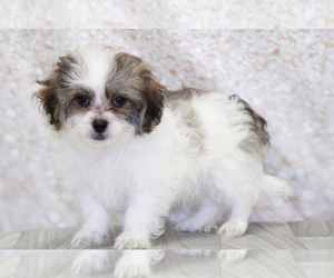 Zuchon Puppy for sale in MARIETTA, GA, USA