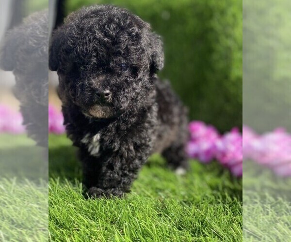 Medium Photo #12 Poodle (Toy) Puppy For Sale in WINTER PARK, FL, USA