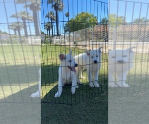 Siberian Husky Puppy for Sale in FONTANA, California USA