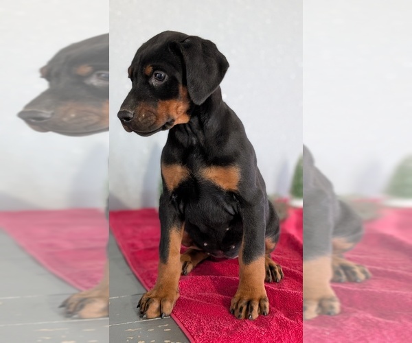 Medium Photo #59 Doberman Pinscher Puppy For Sale in GOSHEN, IN, USA