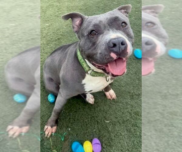 Medium Photo #3 American Pit Bull Terrier Puppy For Sale in GILBERTS, IL, USA