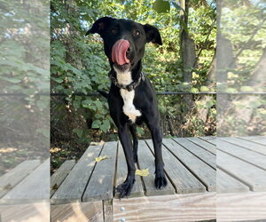 Labrador Retriever-Unknown Mix Dogs for adoption in Elmsford, NY, USA
