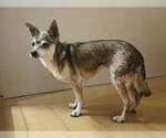 MARYANN - Female Chihuahua Dog for Adoption - Small photo