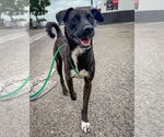 Small #1 Labrador Retriever Mix