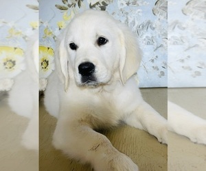 English Cream Golden Retriever Puppy for sale in AMITY, AR, USA