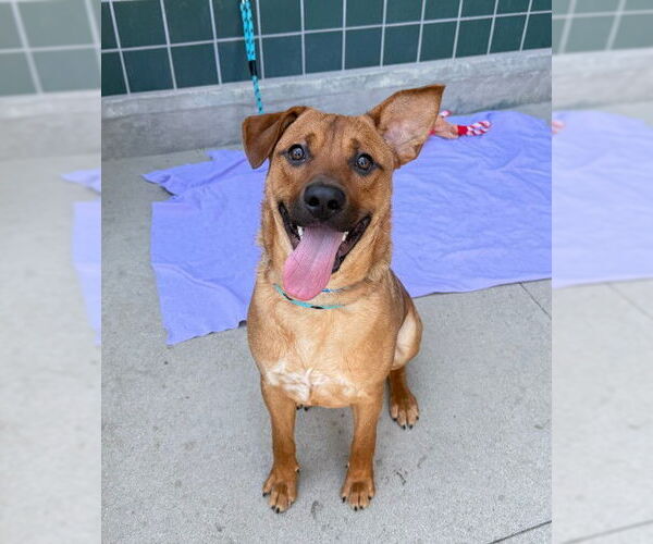 Medium Photo #1 Mutt Puppy For Sale in Rancho Cucamonga, CA, USA