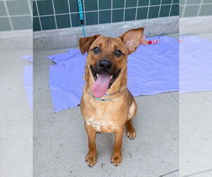 Mutt Dogs for adoption in Rancho Cucamonga, CA, USA